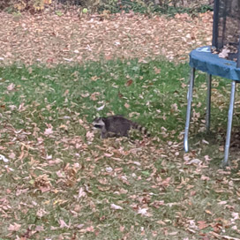 Nuisance Raccoon Issues