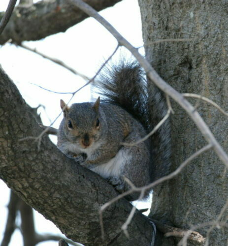 Squirrel on a tree