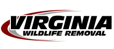 Fairfax Wildlife Removal